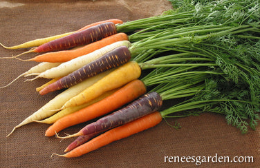 Carrot Rainbow Harlequin Mix