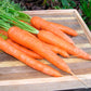 Carrot King Midas