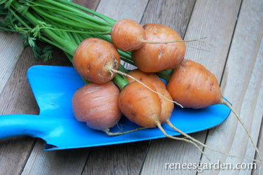 Carrot Round Romeo