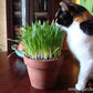 Organic Cat Treats Gourmet Mix