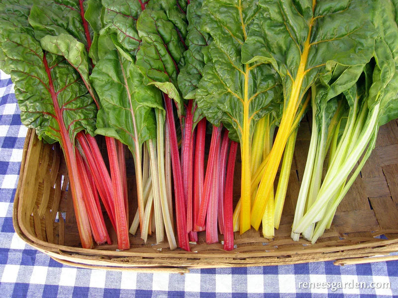 Chard Rainbow Bright Lights