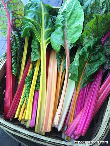 Chard Garden Rainbow