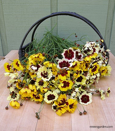 Coreopsis Incredible