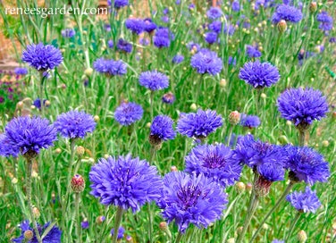 Cornflower Blue Boy