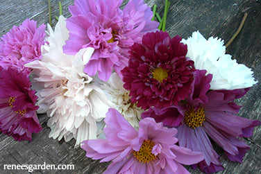 Fresh Cut Flower Seed Collection