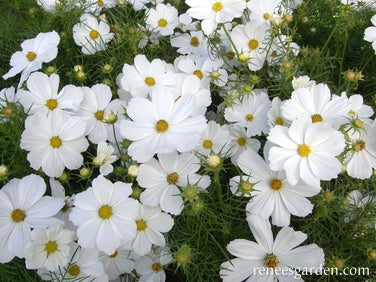 Cosmos White Sonata Knee-High