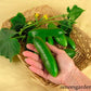 Cucumber Green Fingers Baby Persian