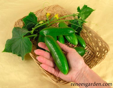 Cucumber Green Fingers Baby Persian