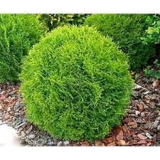 Cedar Danica 2G