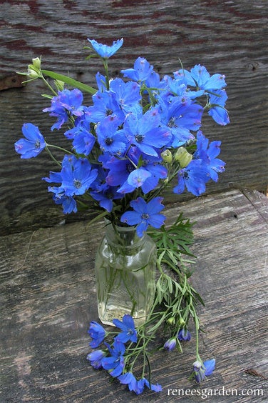 Delphinium Spray Blue Mirror