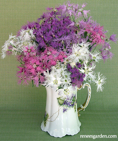 Dianthus Lace Perfume