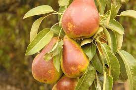 Pear Tree Golden Spice 7G