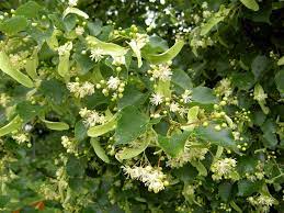 Linden Greenspire Little Leaf 7G