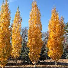 Parkland Pillar Birch 5G