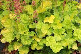 Coral Bells Northern Exposure Lime
