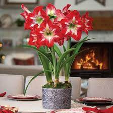 Amaryllis Kits DIY