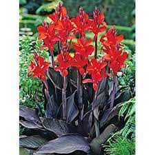 Canna Lily Bronzeleaf  Black Knight Root