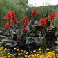 Canna Lily Bronzeleaf  Black Knight Root