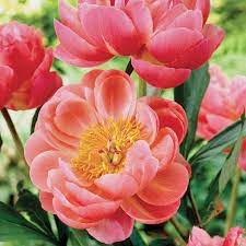 Peony Coral Charm 1G