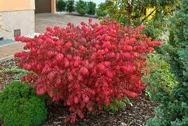 Burning Bush Dwarf Winged 2G