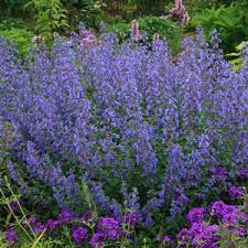 Catmint Dropmore Blue 4" Pot
