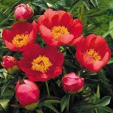 Peony Flame