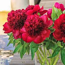 Peony Red Charm 1G