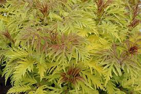 Elder Morden Golden Glow 2G