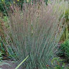 Grass Heavenly Blue Little Blue Stem 1G