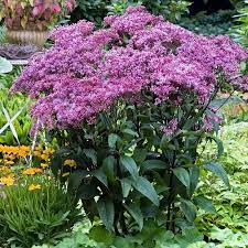 Joe Pye Weed Baby Joe 1G