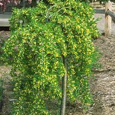Weeping Caragana Topgraft Tree 5G