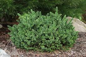 Spruce Dwarf Norway 2G