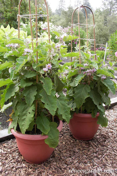 Eggplant Little Prince Container
