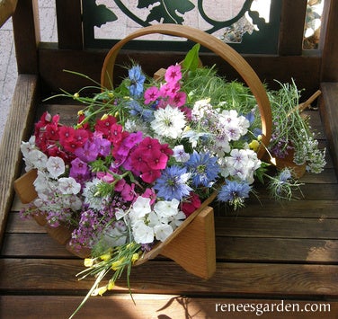 Fairy Garden Mix Petite Easy Annuals