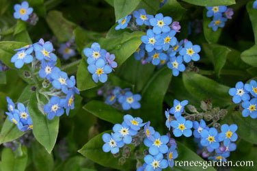Forget-Me-Nots Azure Bluebirds