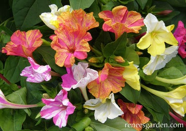 Four O'Clocks Broken Colours