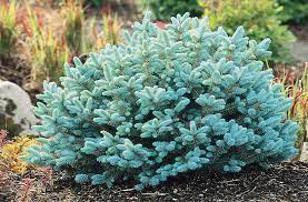 Blue Spruce Globe 5G