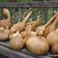 Gourds Large Crafters Mix