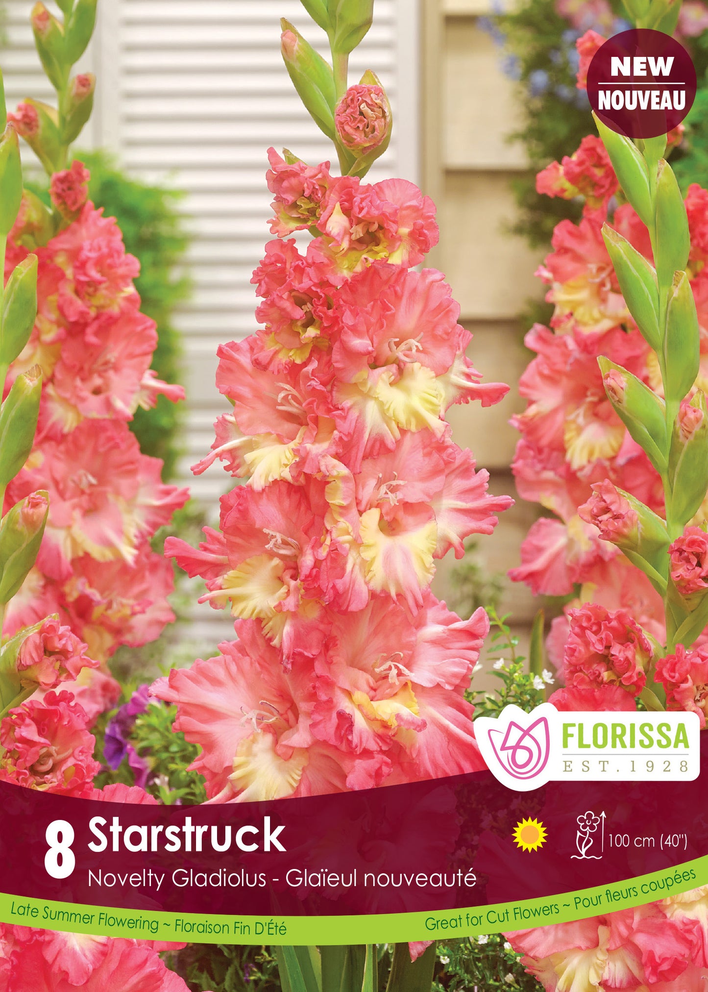 Gladiolus Novelty Dutch Starstruck Bulbs