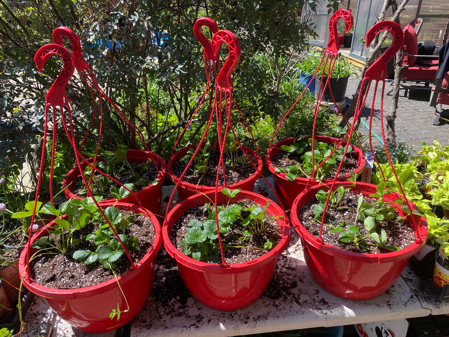 Strawberry Hanging Basket