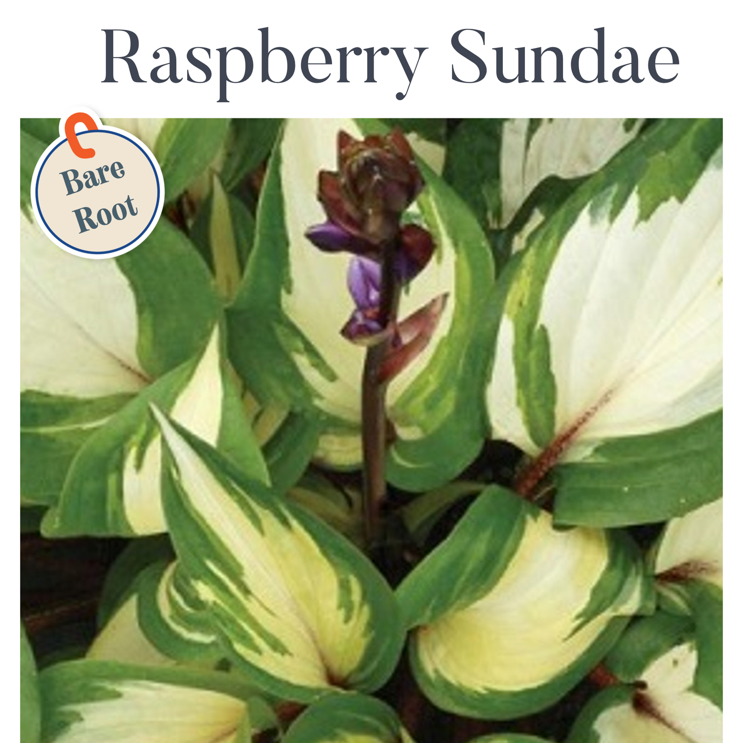 Raspberry Sundae Hosta