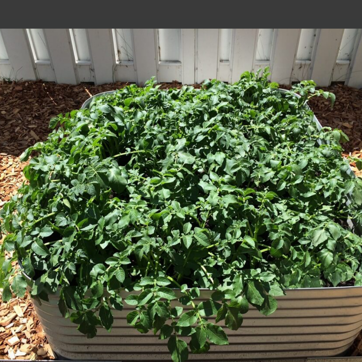 Galvanized Steel Raised Bed 36"W x 36"L x 30"H