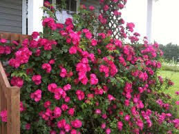 Rose John Cabot Climbing 2G