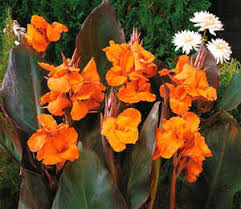 Canna Lily Bronzeleaf Wyoming Root