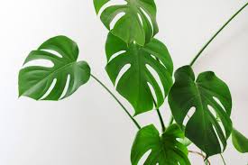 Philodendron Split Leaf 6”