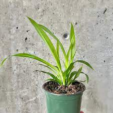 Various Spider Plant  4"