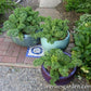 Kale Container Green Curls
