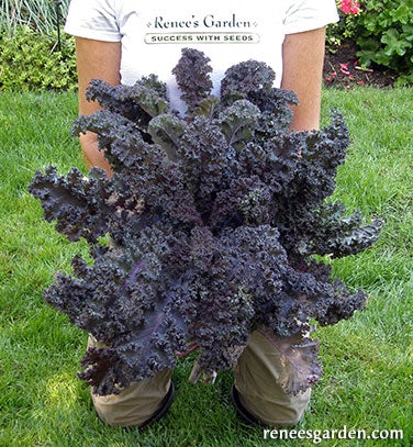 Kale Purple Moon Organic