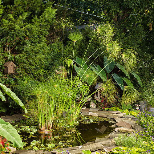 Cyperus King Tut 6" Pot