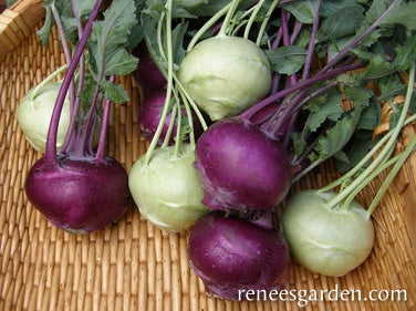 Kohlrabi Crispy Colours Duo